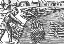 Herring was already a major commodity in the Baltic Sea during the Viking Age.