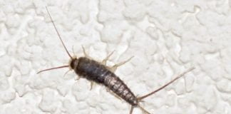 Over 1,000 silverfish found in the National Archives' premises