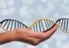 Du kan spores i DNA-basene til MyHeritage og Ancestry uten selv å ha sendt inn en prøve