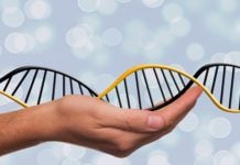 Du kan spores i DNA-basene til MyHeritage og Ancestry uten selv å ha sendt inn en prøve